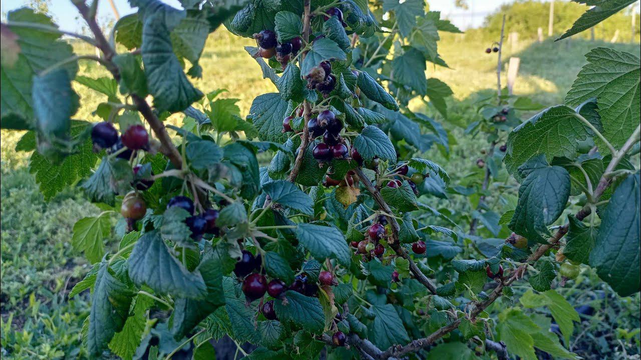 Садівники розповіли, як легко позбутися попелиці на смородині