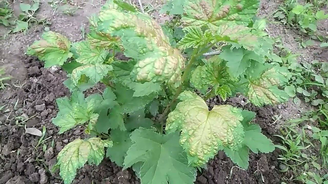 Садівники розповіли, як легко позбутися попелиці на смородині