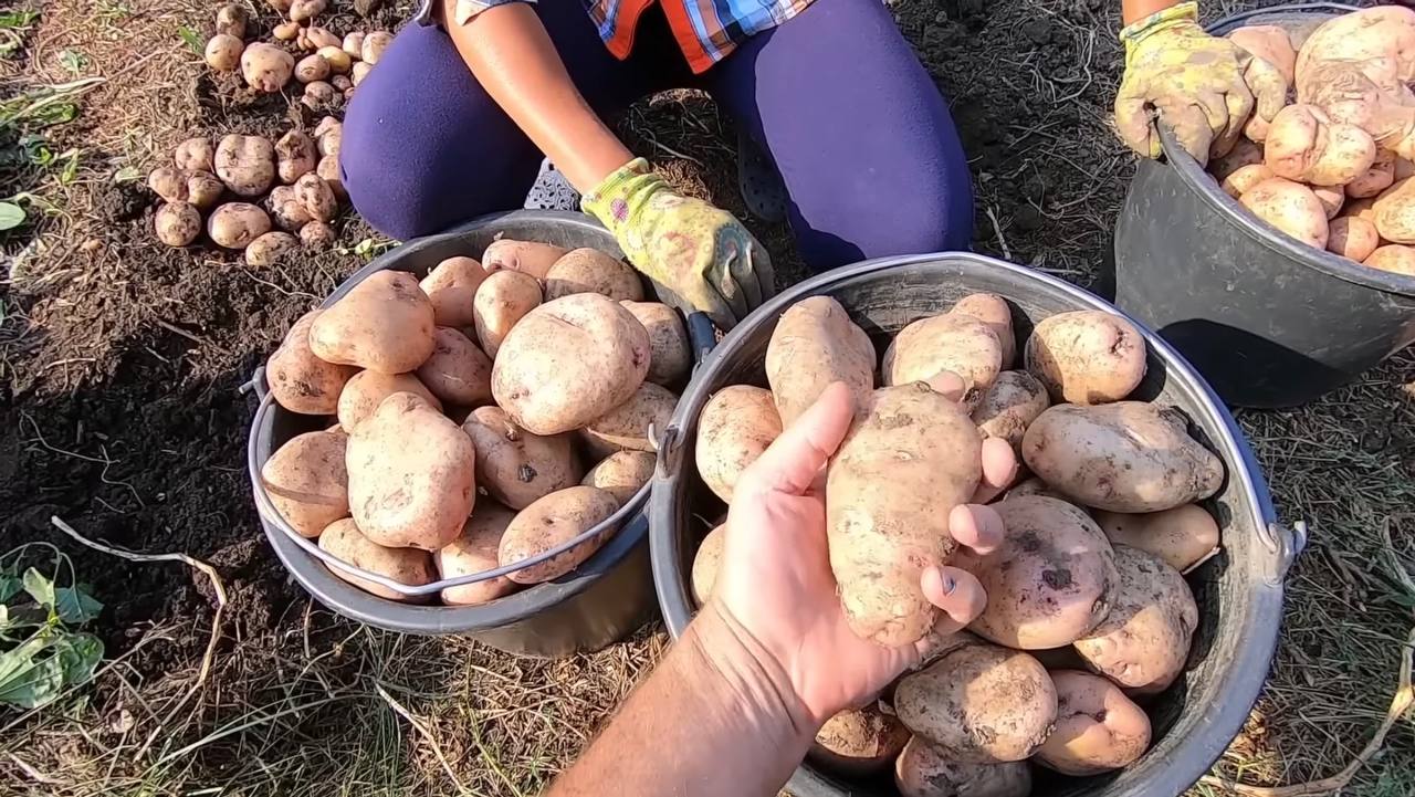 Експерти назвали простий спосіб збільшення врожаю картоплі