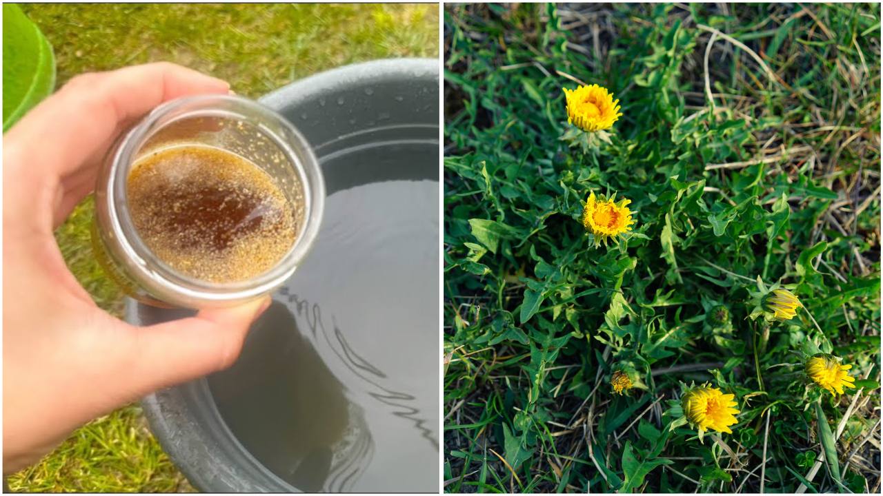 Садівники розповіли, як легко позбутися бур'янів на ділянці