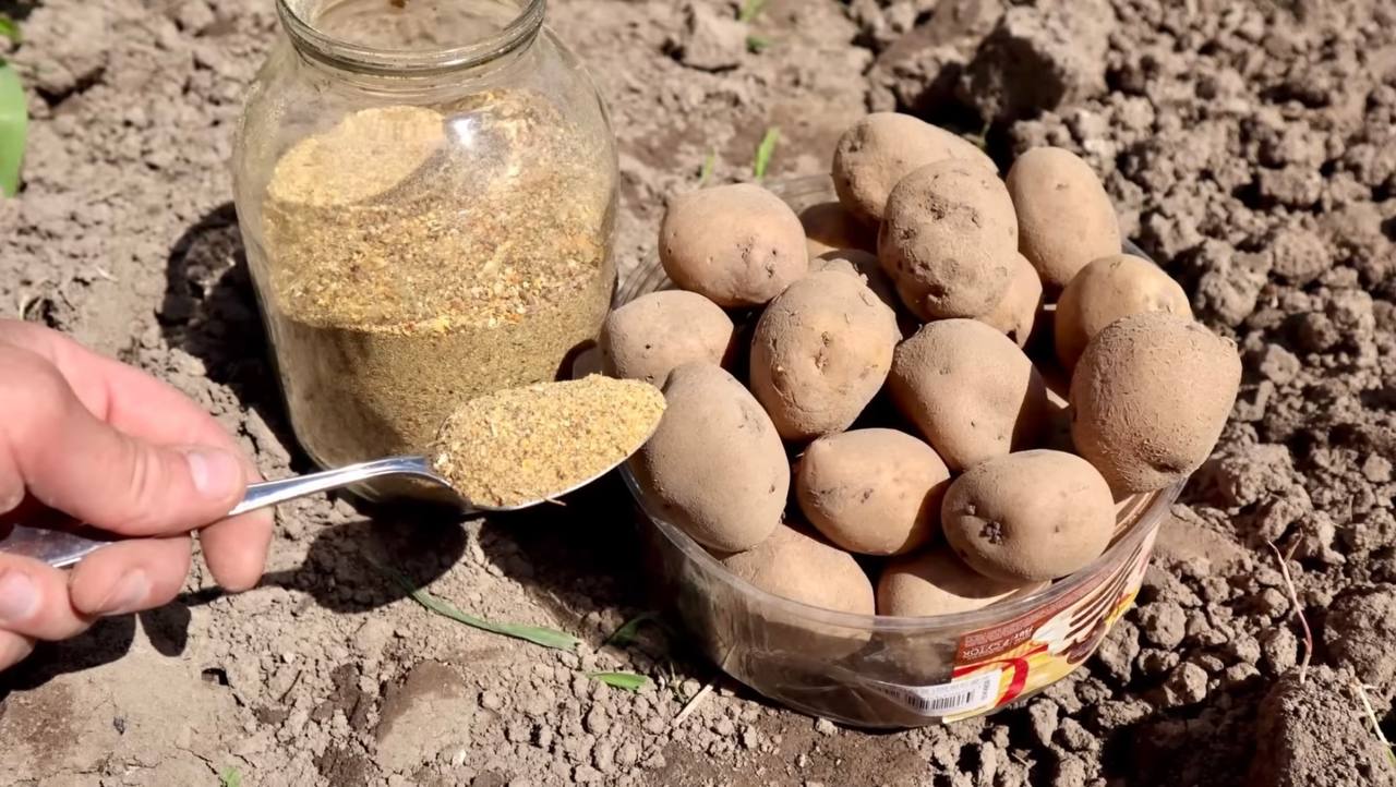 Городники розповіли, яка одна крупа допоможе зробити ґрунт родючим та м'яким