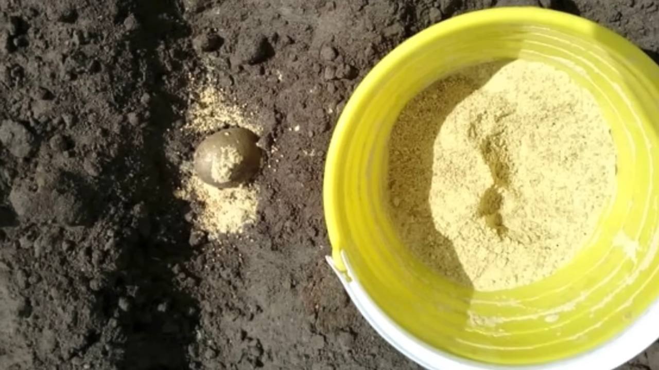 Ця одна крупа стане просто чудовою альтернативою тонні гною – і зробить землю неймовірно родючою та м'якою