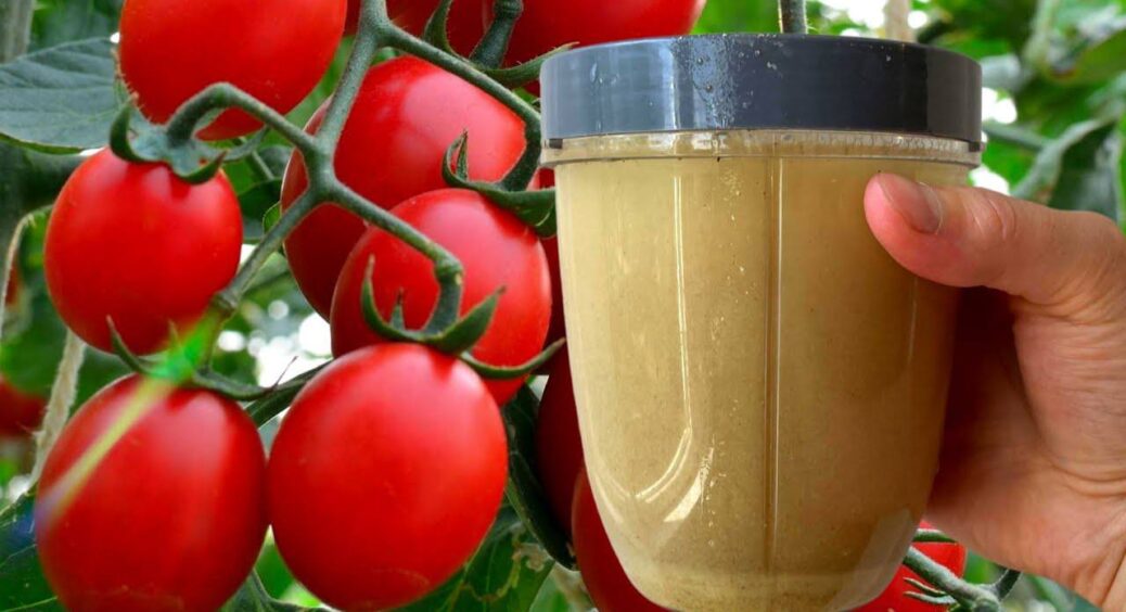 Томати згорнули листки в трубочку? Не панікуй – це не вірус, а дефіцит цього. Розчиняю і обприскую 25 мл 