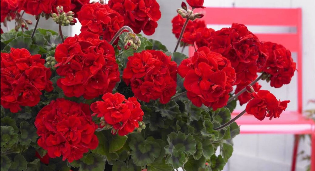 Герань взимку цвіте у 3 рази краще, ніж влітку: 1 добриво з 3-х компонентів – і квітку просто не впізнати 