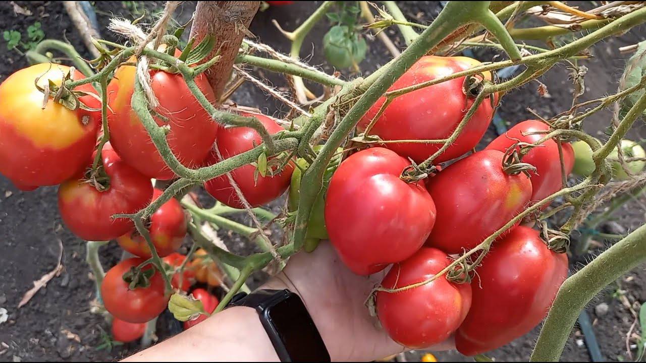 Експерти розповіли, у який бік краще садити томати на городі
