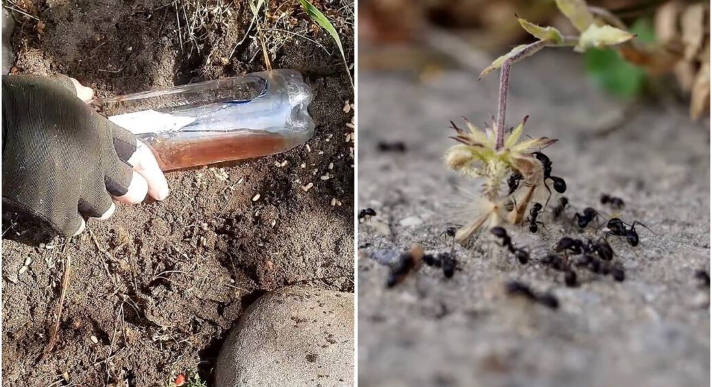 Мурахи повзали, як на параді – дід порадив 1 настій, і вже 3 день жоден не показується на очі 