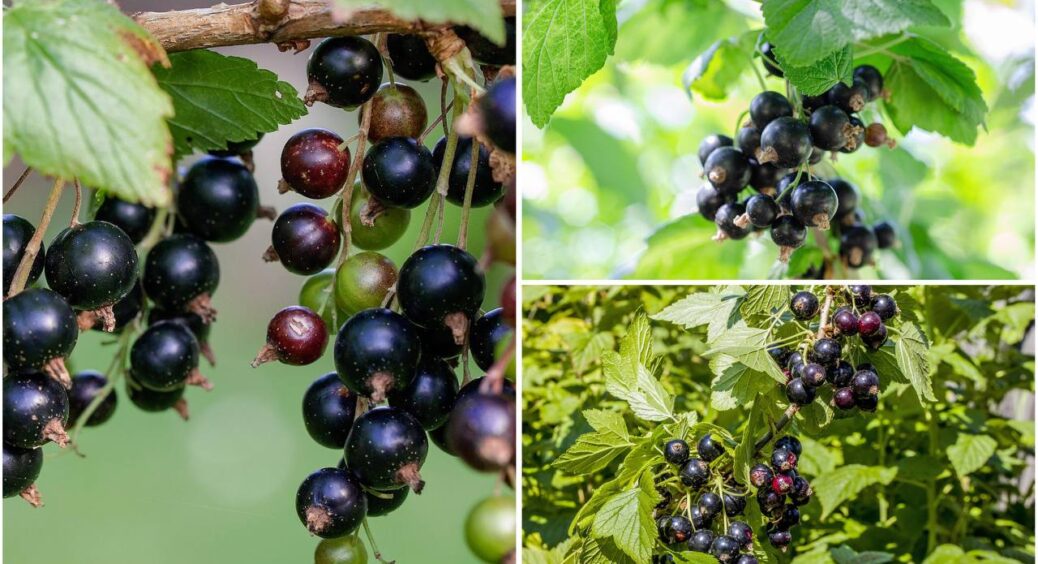 Наприкінці травня розводжу 150 г у воді – і смородина більша за виноград: збираю безліч солодких ягід 