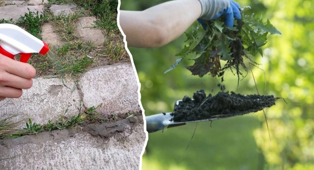 Буде рости тільки “потрібне”: 5 цінних порад, аби швидко позбутись від бур’янів – “випаруються” всі рослини 