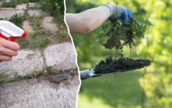 Як без хімії позбутись від бур’янів на ділянці 
