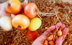 З якої цибулі можна збирати насіння 