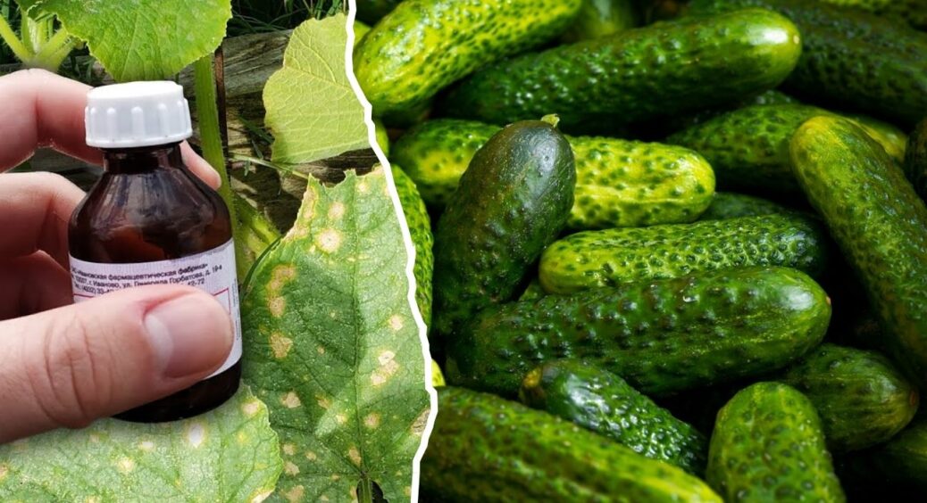 Жовтіє листя огірків – не тягни, дій зараз: 7 причин, які знищують урожай просто на очах 