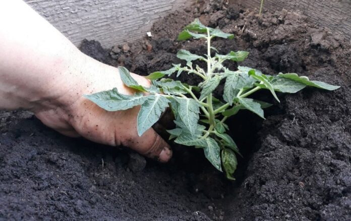 Городники розповіли, що покласти в лунку до томатів для гарного врожаю. Фото: скриншот з відео