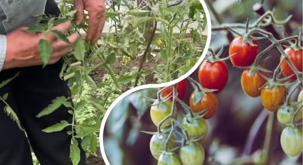 Після дощу томатам – терміново: 3 години на порятунок і жодна фітофтора не підступиться до червоних красунів 