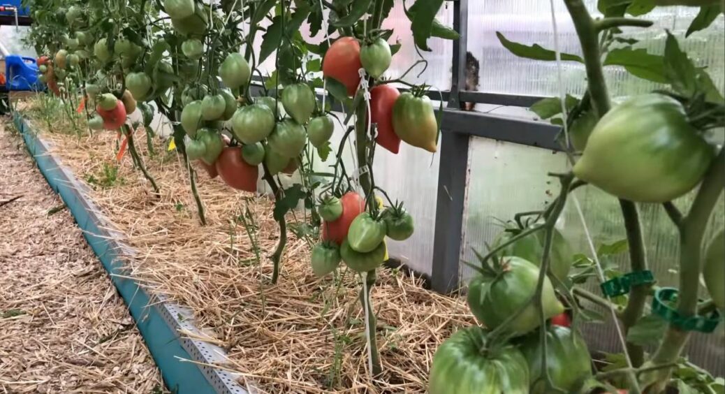 “Рідке золото” для томатів: всього 3 г на ківш води – зав’язі “штампуються” 24/7 і нуль пустоцвітів 