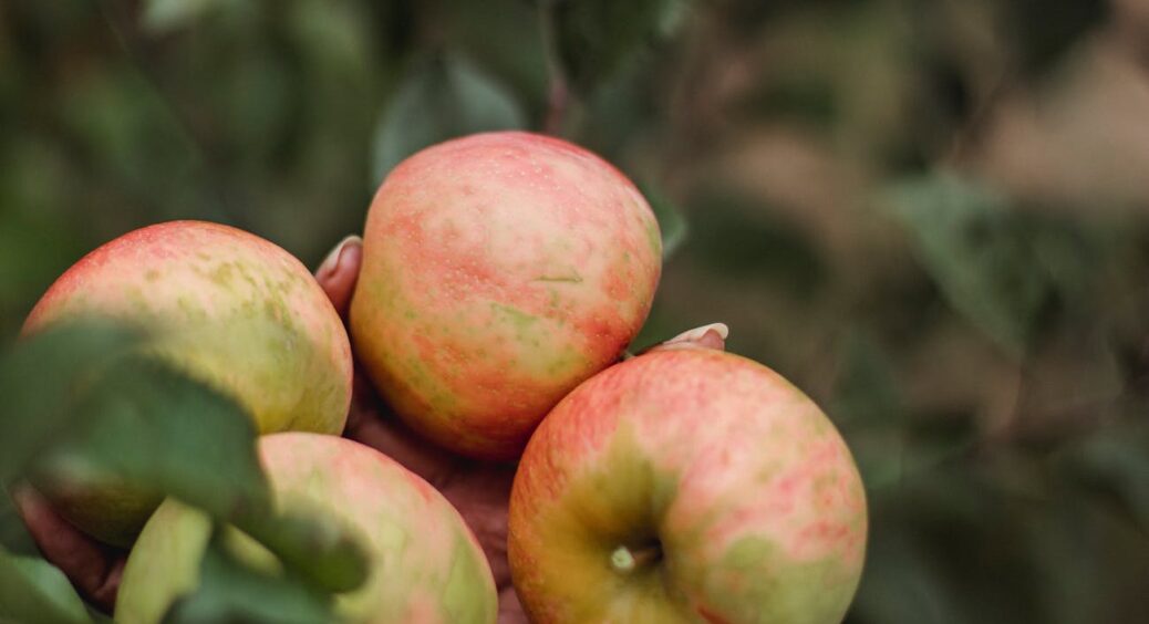 Коли яблуко, груша чи слива зсередини виглядає як фільм жахів: 4 лиходії, що нищать мої плодові дерева 