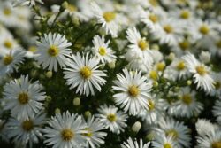 aster-8306687_1280 