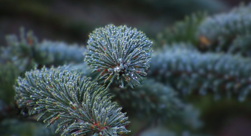Сосни та ялинки вдома не жовтіють: бризкаю 1 розчином — і хвоя тримає колір до самої весни 