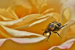 brush-beetle-8114428_1280 