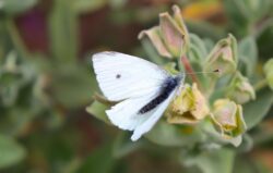 butterfly-7936036_1280 