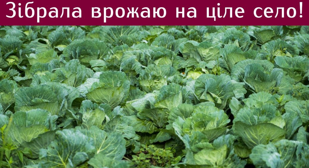 Мої сусіди дивуються, а я посміхаюся та сиплю це в лунку: добриво, яке збільшує головки капусти у 2.5 рази 