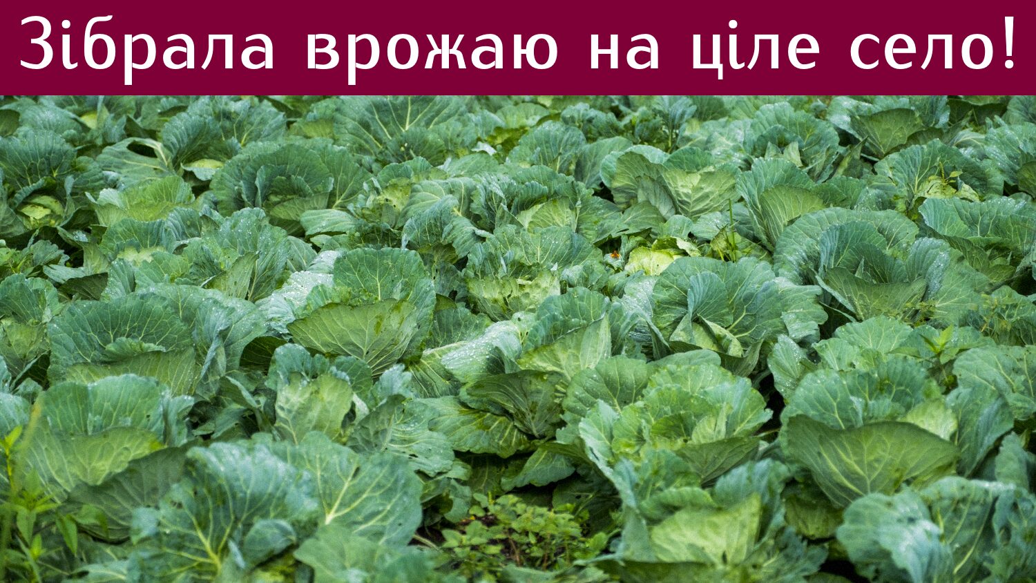 Фермери порадили добриво, завдяки якому капуста росте більшою
