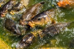 carp-2781189_1280 