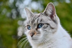 cat-7840767_1280 