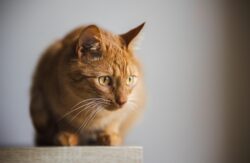 cat-8579018_1280 