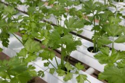 coriander-4255400_1280 