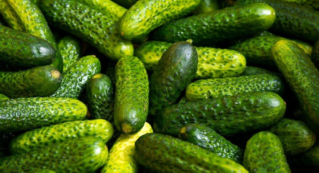 Тепер у мене є “зелена підкормка” для зелених огірків: врожай б’є всі попередні рекорди в моєму городі 