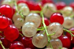 currants-6463746_1280 