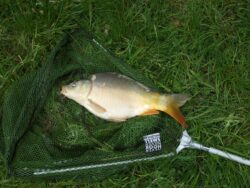 fish-4504_1280 
