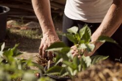 garden-5315602_1280 