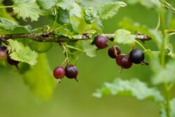 gooseberries-6553782_1280 