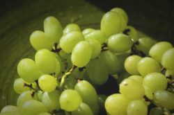 grapes-4813170_1280 