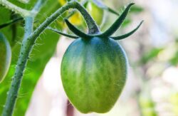 green-tomato-7437353_1280 