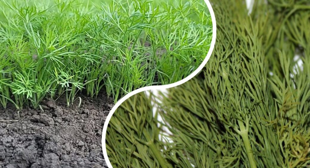 У куми кріп стоїть жовтий, а мій зелений: розсипала 1 жменю цього інгредієнту по городу, тепер зелень аж пре 