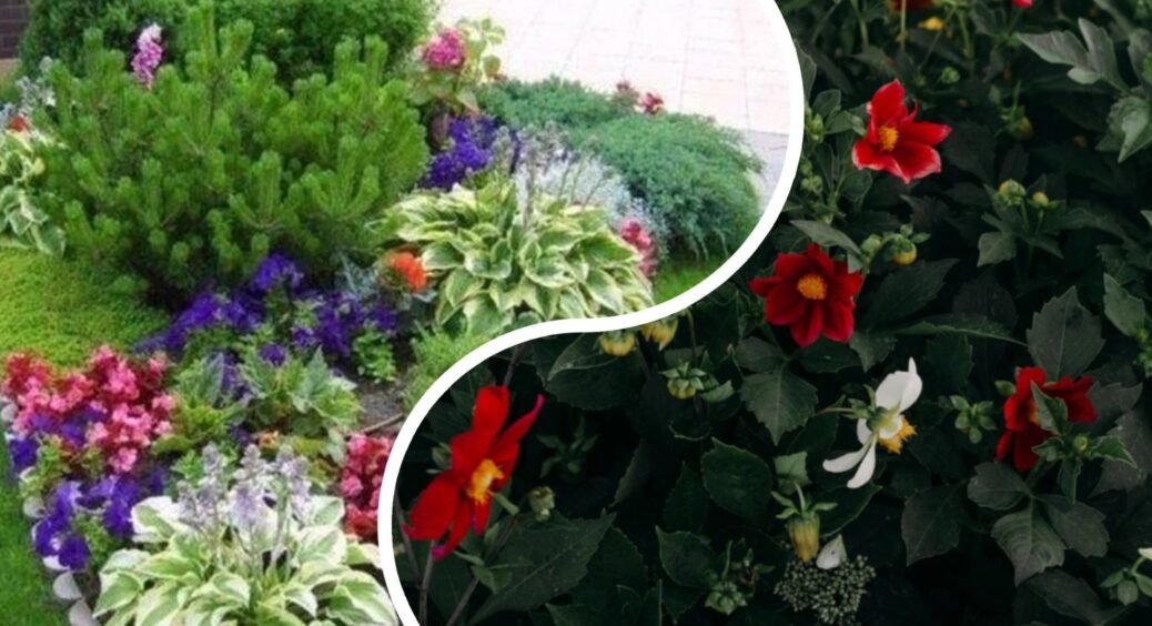 У куми все посохло, бо не ті квіти вибрала: 6 невибагливих рослин, які спокійнісінько ростуть без уваги 