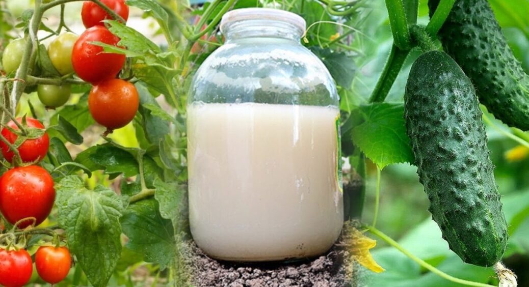 Як я зекономила 500 грн на добривах і зробила свою підживу з 3 інгредієнтів – працює не гірше “агрономської” 