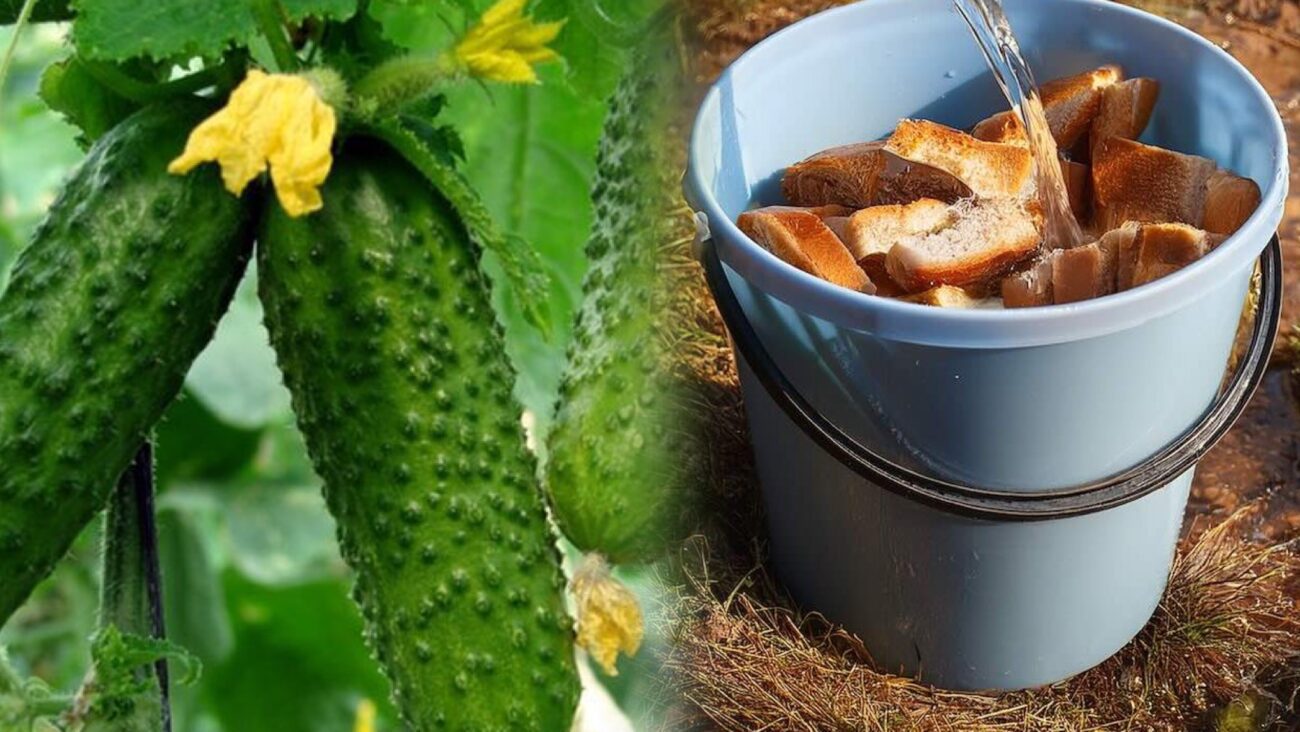Городники поділилися дієвим рецептом хлібної підживки для огірків 