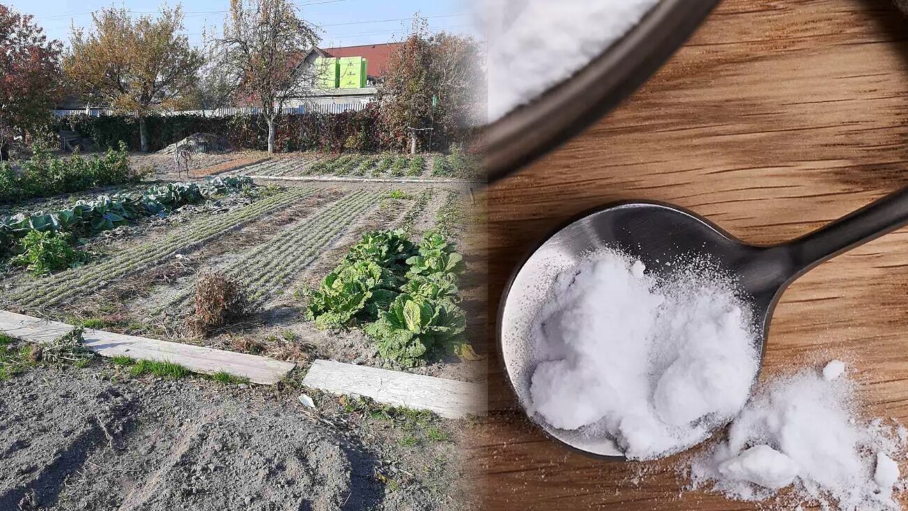 Городники розповіли, чому не можна використовувати соду на городі