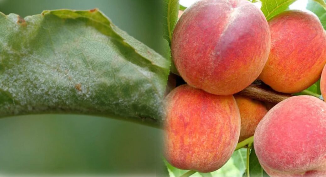 Дід Іван з Черкащини казав, що персик не буде знати хвороби, якщо обробити його цим: зробила — переконалася 