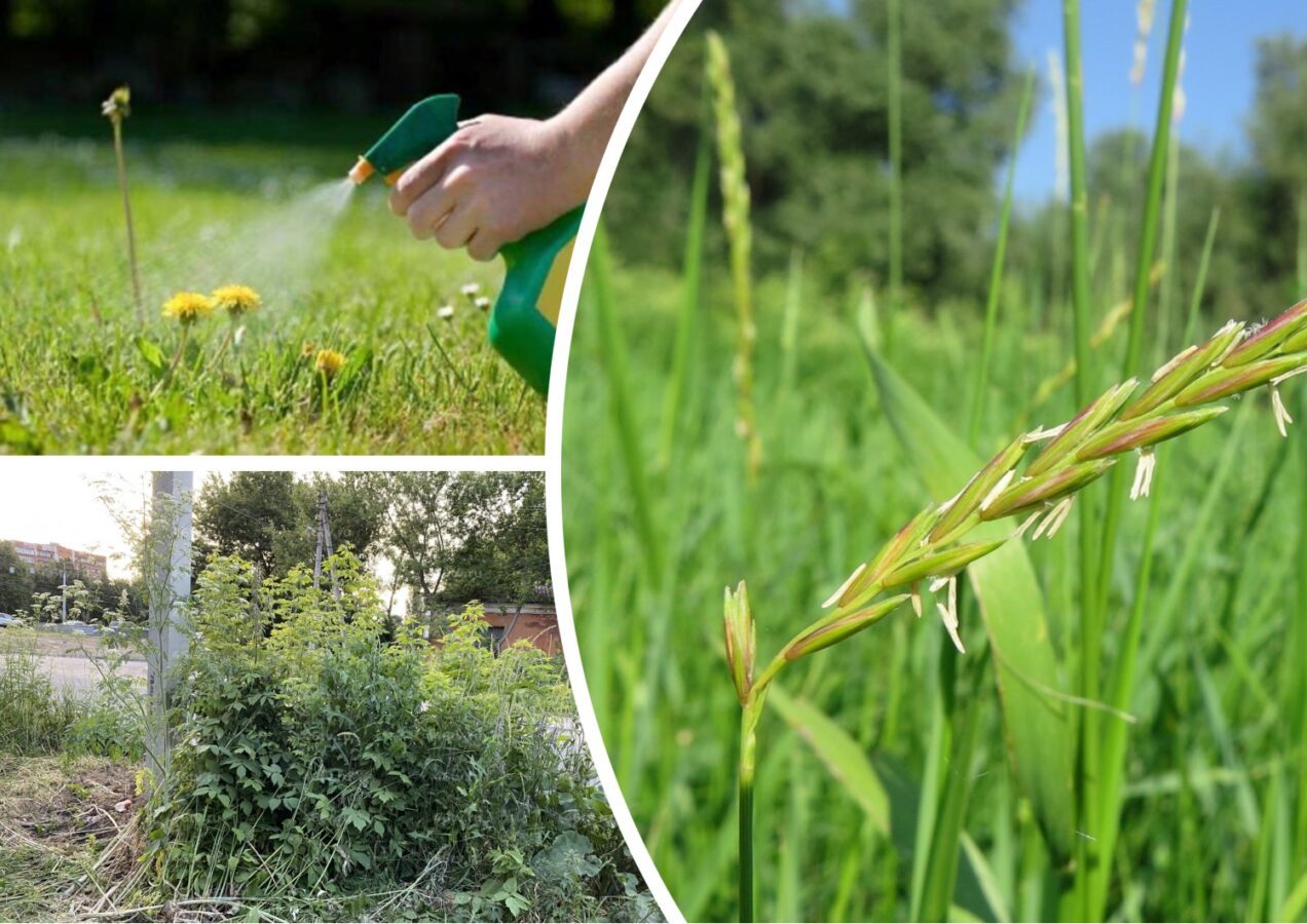 Городники розповіли дієвий спосіб, як позбутися бурʼяну на городі  