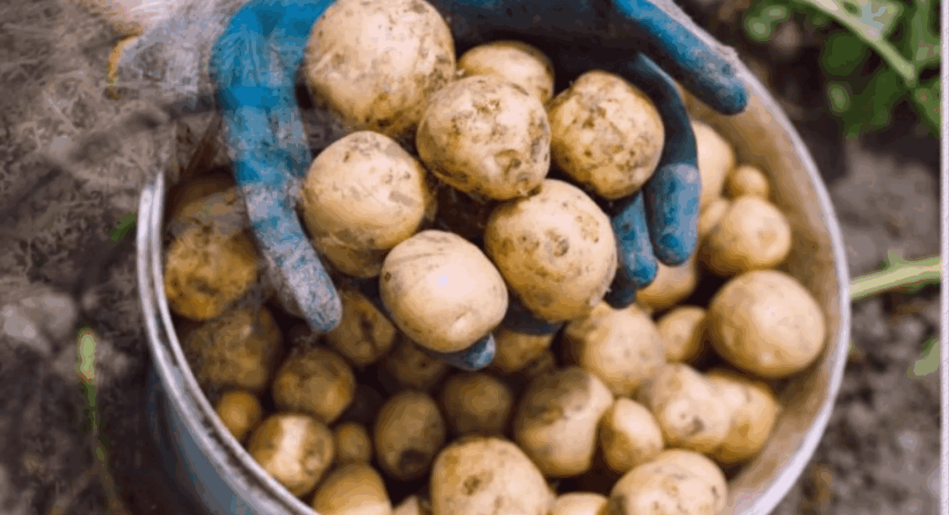 Тепер офіційно: я протестувала 10 сортів картоплі і вибрала 2 кращих для зими – “лежкість” на висоті 