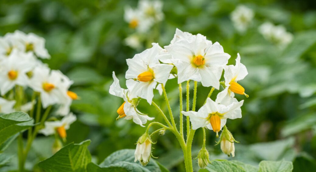 Усі сусіди начиталися лайфхаків і зривають квіти у картоплі: 1 тотальна помилка, яка не підвищує врожайність 