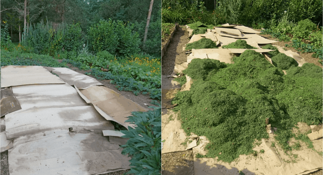 5 способів використати картон для саду й городу – і горище звільниться від “100-річних” запасів коробок 