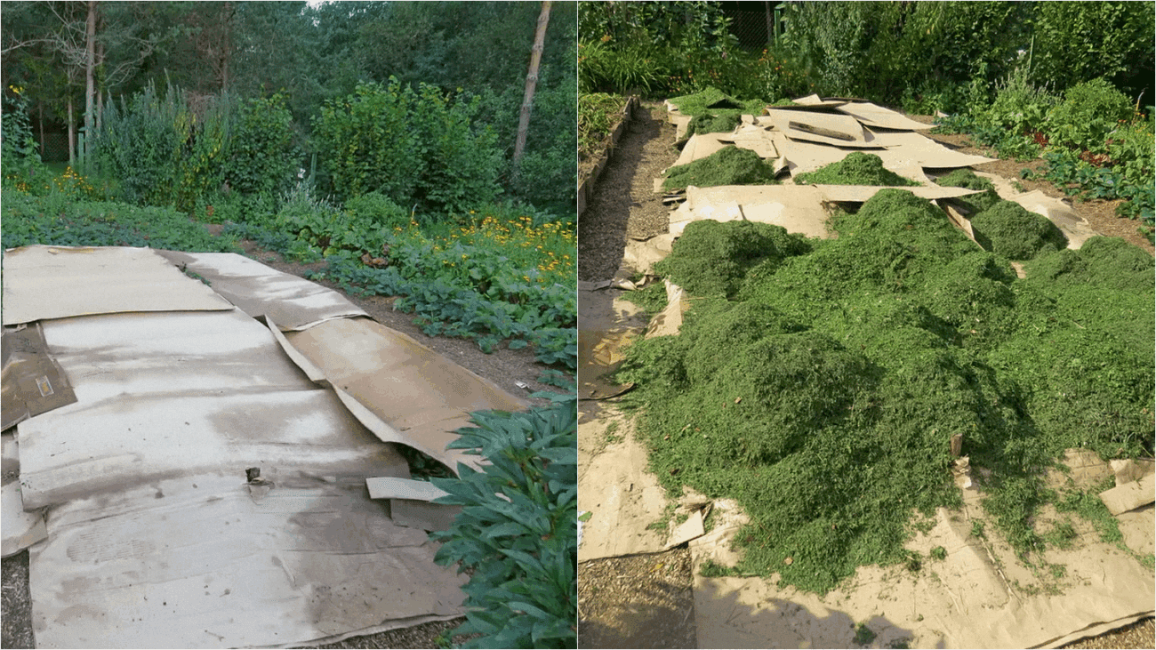 Городники розповіли, як використати картон у саду та на городі