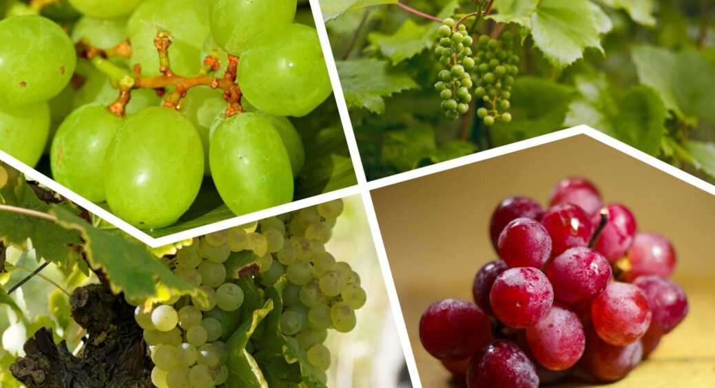 Оси не давали спокою моєму винограду, та кума порадила 1 хитрість: 17-річний досвід не підвів ні мене, ні її 