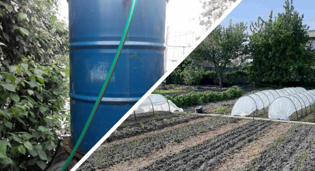 У кінці травня насипаю в бочку з водою для поливу 1 добриво: овочі ростуть, як на дріжджах. Врожайність 100% 