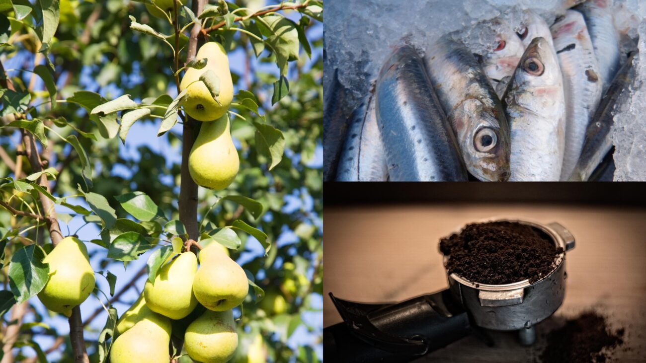 Садівники розповіли, що закопати під грушевим деревом для гарного врожаю